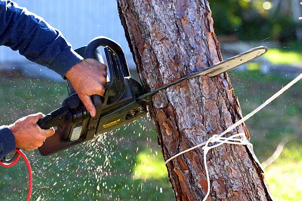 Best Tree Maintenance Programs  in Grifton, NC